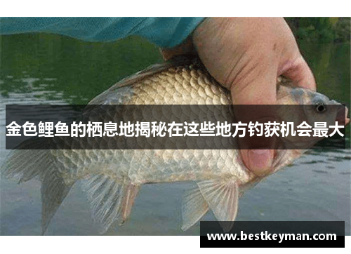 金色鲤鱼的栖息地揭秘在这些地方钓获机会最大